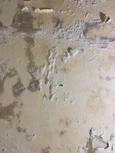 Best Localized Mold Remediation (e.g., coastal areas, humid climates) in Ellerslie, GA