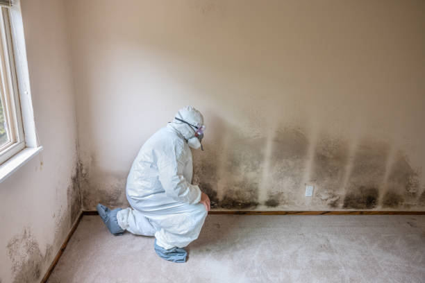 Best HVAC Mold Remediation in Ellerslie, GA