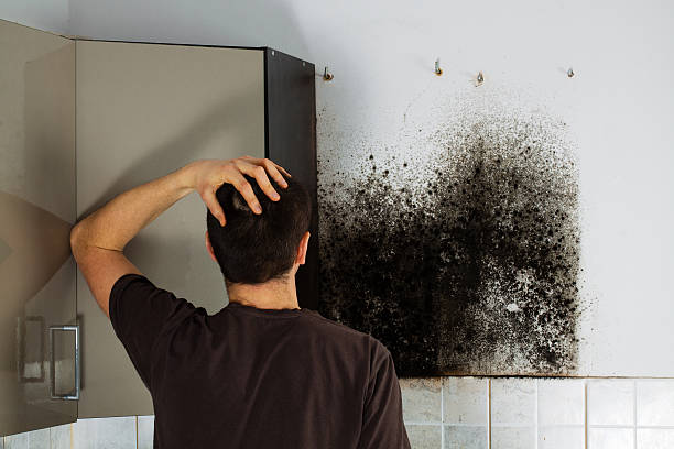 Best Black Mold Remediation in Ellerslie, GA